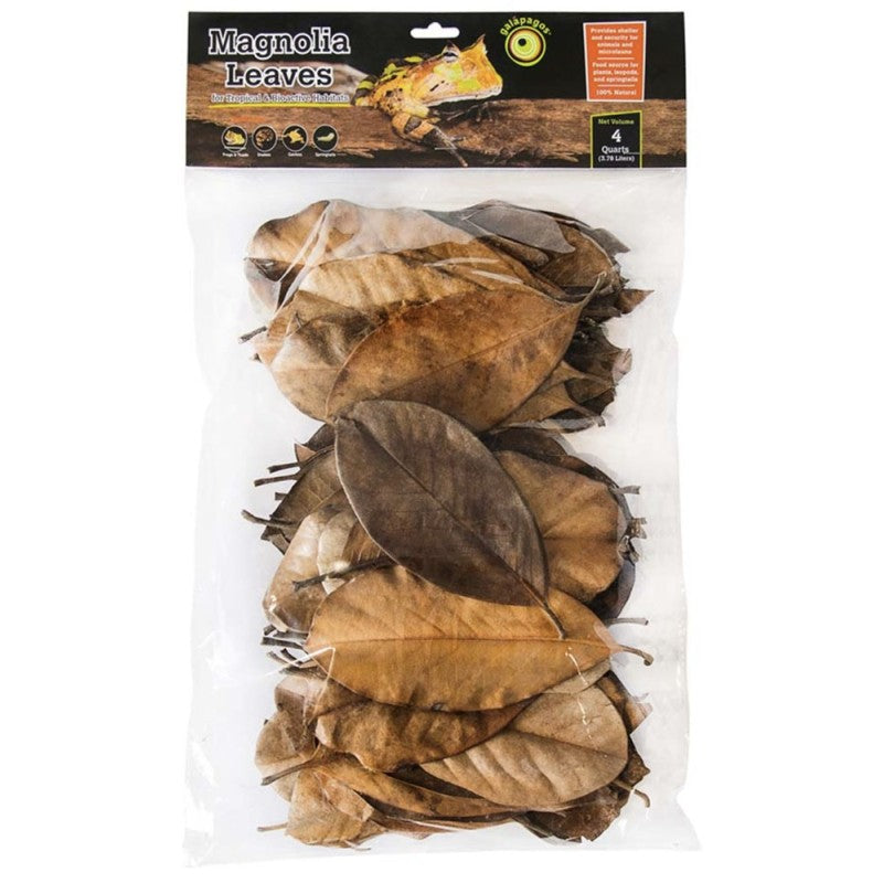 Galapagos Magnolia Leaves